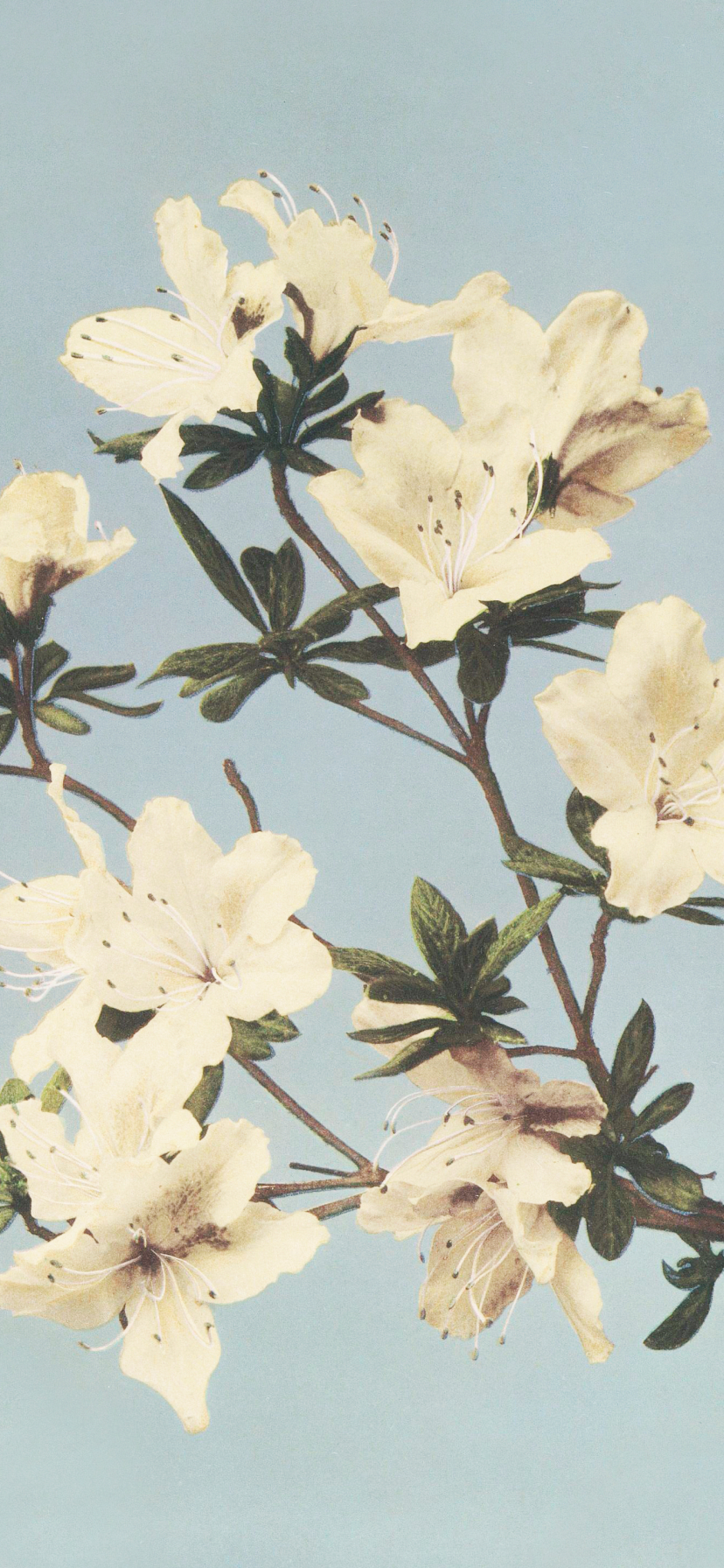 Azaleas by Ogawa Kazumasa Wallpaper | Wallaland